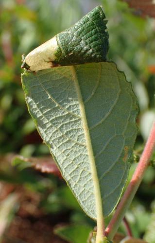 Réf. 267 344 : Caloptilia stigmatella